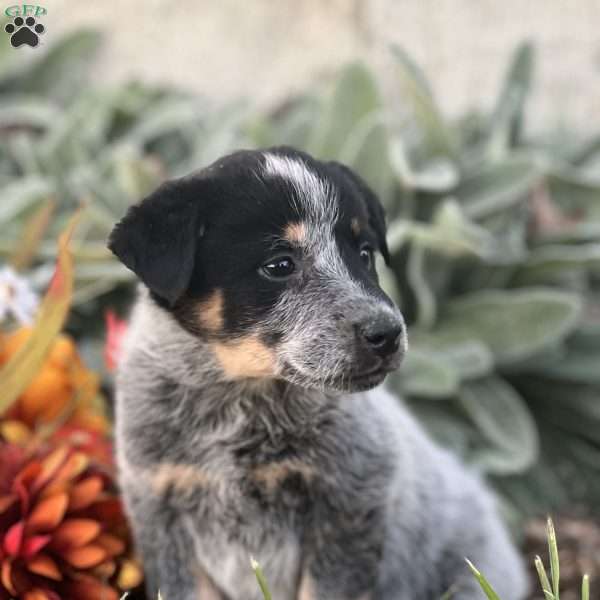 Davis, Blue Heeler – Australian Cattle Dog Puppy