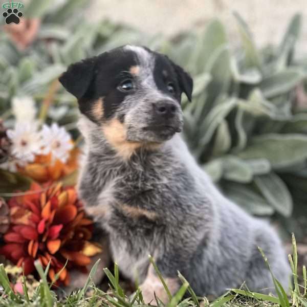 Drew, Blue Heeler – Australian Cattle Dog Puppy