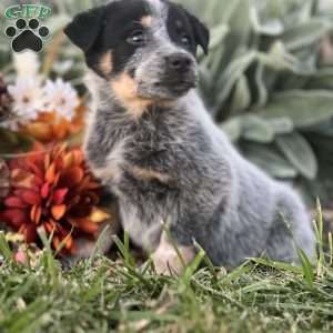 Davis, Blue Heeler – Australian Cattle Dog Puppy