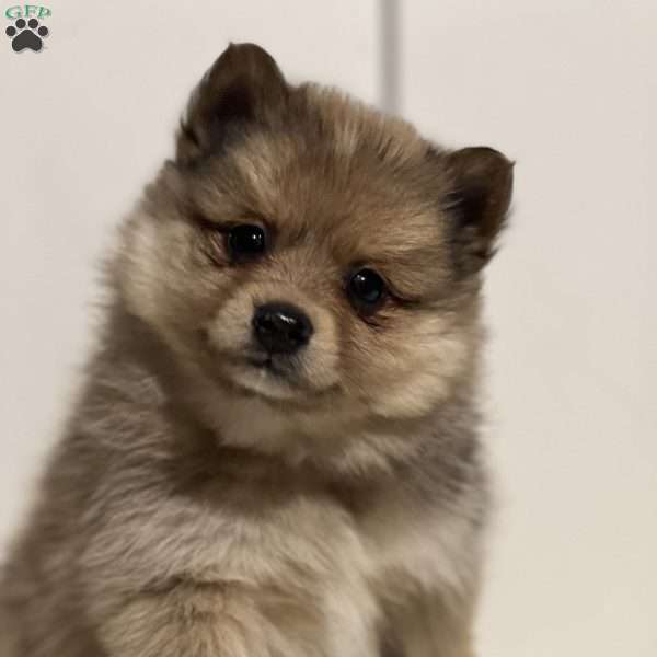 Peanut, Pomeranian Puppy