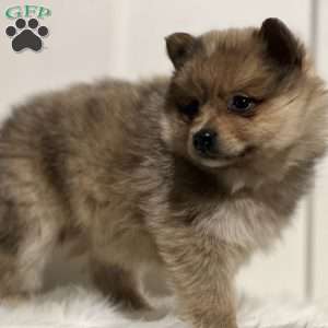 Peanut, Pomeranian Puppy