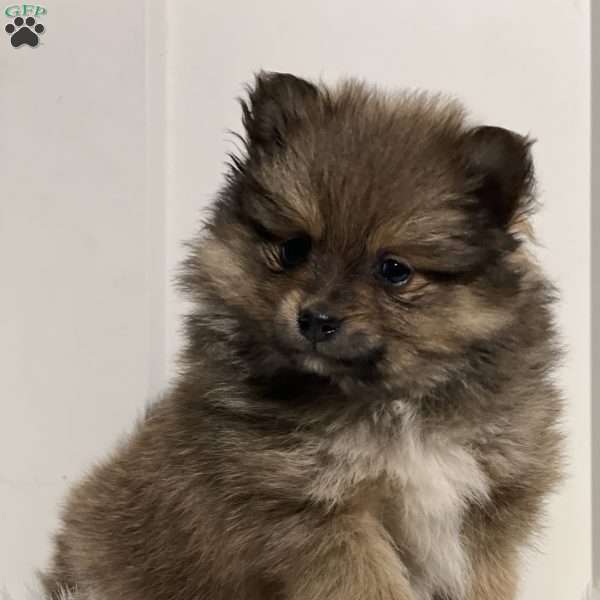 Preston, Pomeranian Puppy