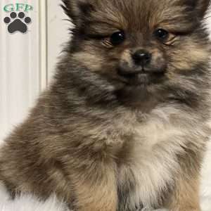 Preston, Pomeranian Puppy