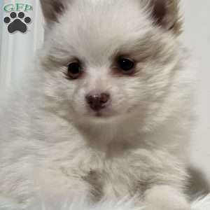 Paul, Pomeranian Puppy