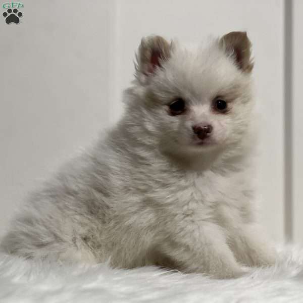 Paul, Pomeranian Puppy