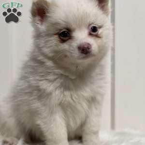 Patrick, Pomeranian Puppy