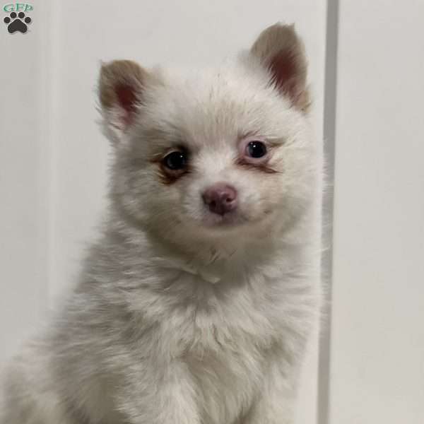 Patrick, Pomeranian Puppy
