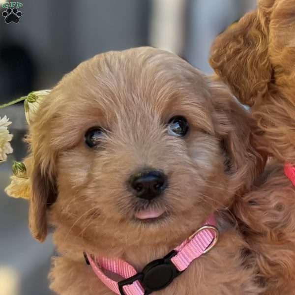 Zoe, Mini Goldendoodle Puppy