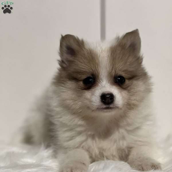Prince, Pomeranian Puppy