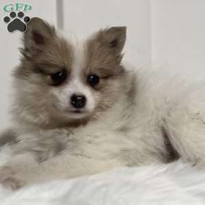 Prince, Pomeranian Puppy