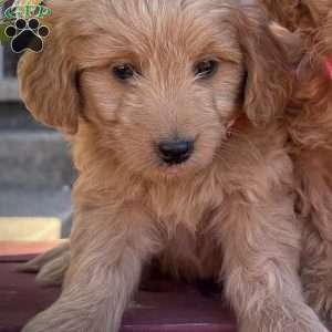 Zoe, Mini Goldendoodle Puppy