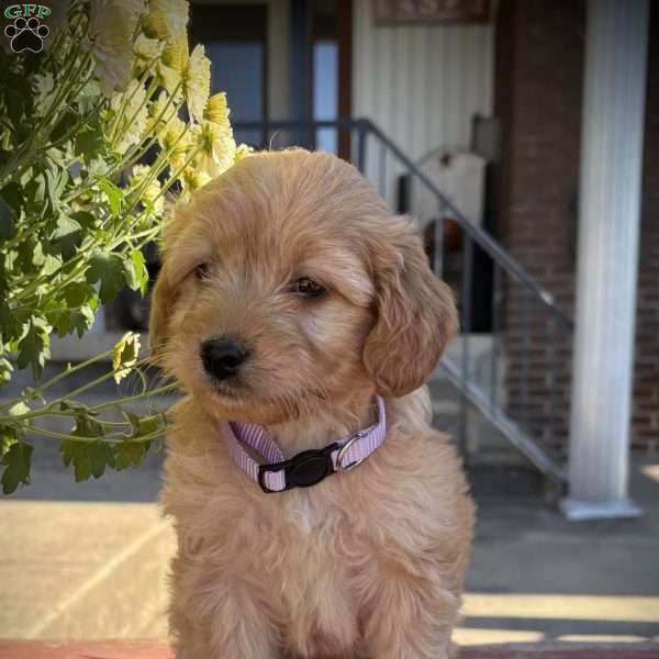 Zola, Mini Goldendoodle Puppy