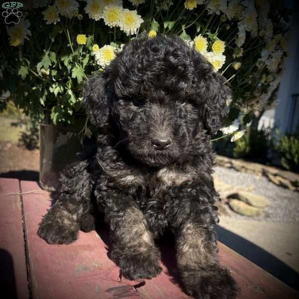 Zara, Mini Goldendoodle Puppy