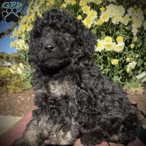 Zara, Mini Goldendoodle Puppy