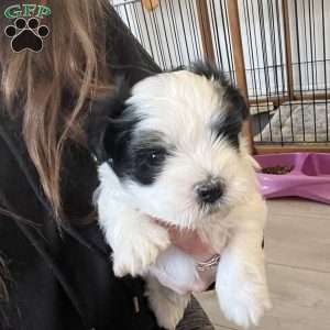 Taylor, Morkie / Yorktese Puppy