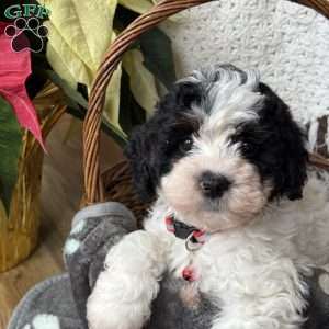 Myles, Cavapoo Puppy