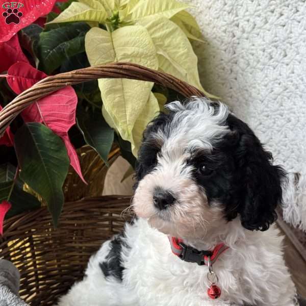 Myles, Cavapoo Puppy