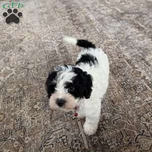 Myles, Cavapoo Puppy