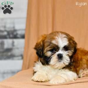 Rylan, Shih Tzu Puppy