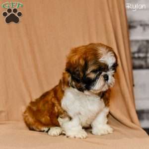 Rylan, Shih Tzu Puppy