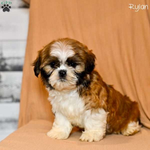 Rylan, Shih Tzu Puppy