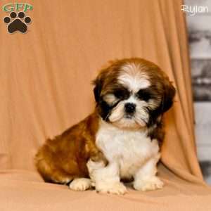 Rylan, Shih Tzu Puppy