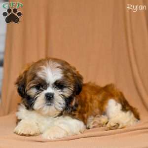 Rylan, Shih Tzu Puppy