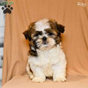 Ray, Shih Tzu Puppy