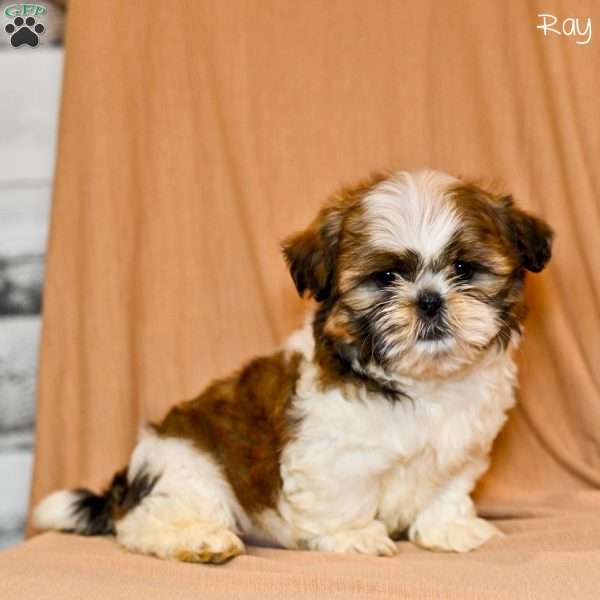 Ray, Shih Tzu Puppy