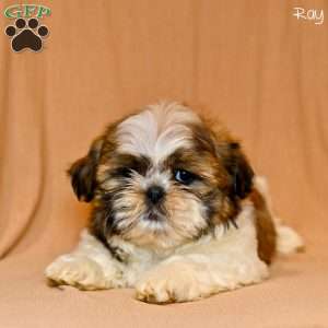 Ray, Shih Tzu Puppy
