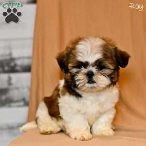 Ray, Shih Tzu Puppy