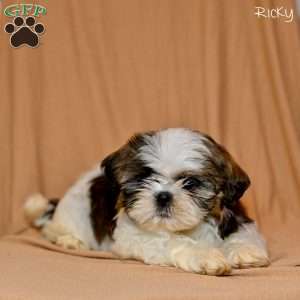 Ricky, Shih Tzu Puppy