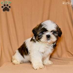 Ricky, Shih Tzu Puppy
