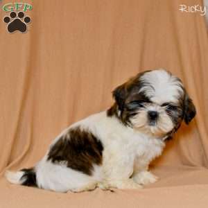 Ricky, Shih Tzu Puppy