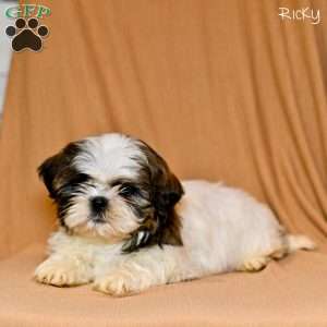 Ricky, Shih Tzu Puppy