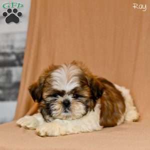 Ray, Shih Tzu Puppy