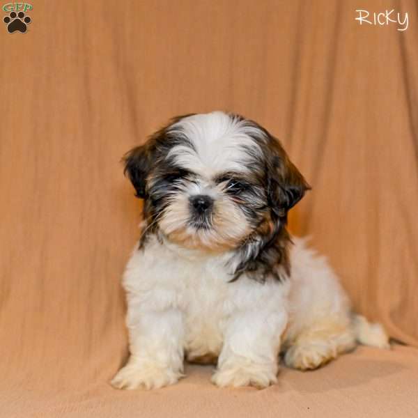 Ricky, Shih Tzu Puppy