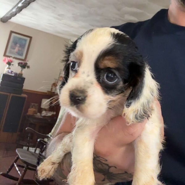 Sugar, Cocker Spaniel Puppy