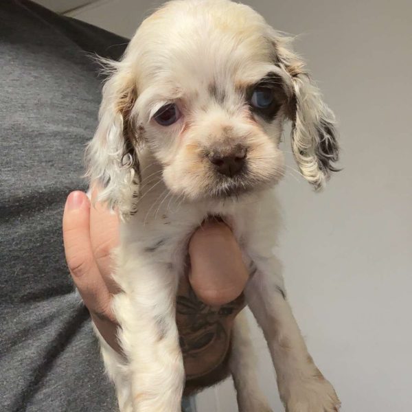Princess, Cocker Spaniel Puppy