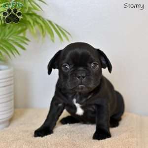 Stormy, French Bulldog Puppy