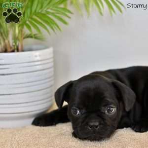 Stormy, French Bulldog Puppy