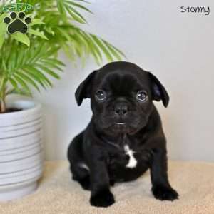 Stormy, French Bulldog Puppy