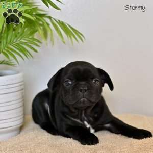 Stormy, French Bulldog Puppy