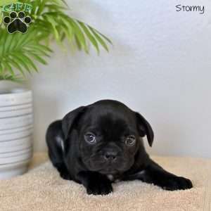 Stormy, French Bulldog Puppy