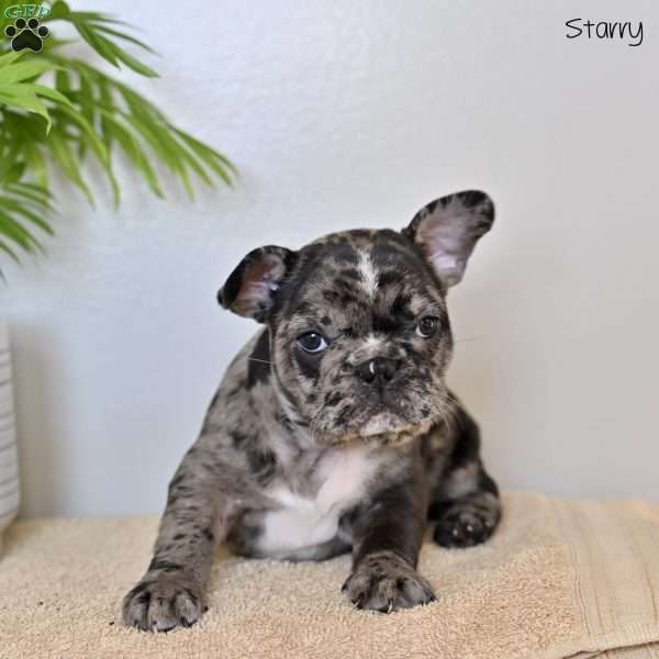 Starry, French Bulldog Puppy
