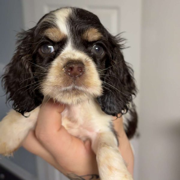 Diana, Cocker Spaniel Puppy