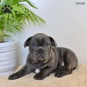 Shiloh, French Bulldog Puppy
