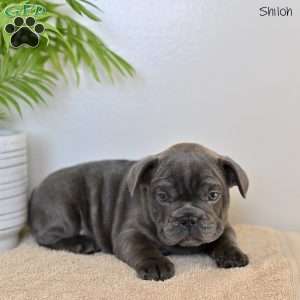 Shiloh, French Bulldog Puppy