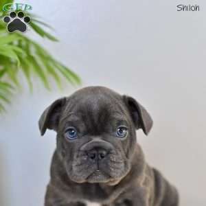 Shiloh, French Bulldog Puppy