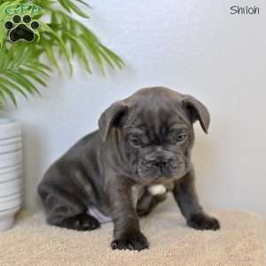 Shiloh, French Bulldog Puppy
